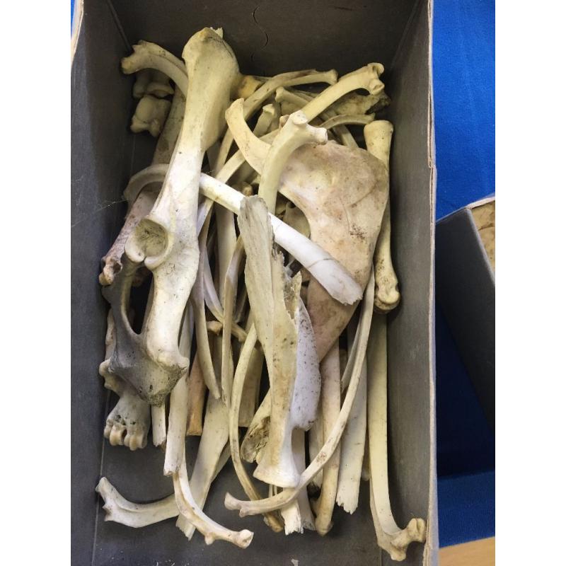 Animal Bones Job Lot - Squirrel Skeleton - Pig Teeth & Other Bones - Sheep Bones - REDUCED