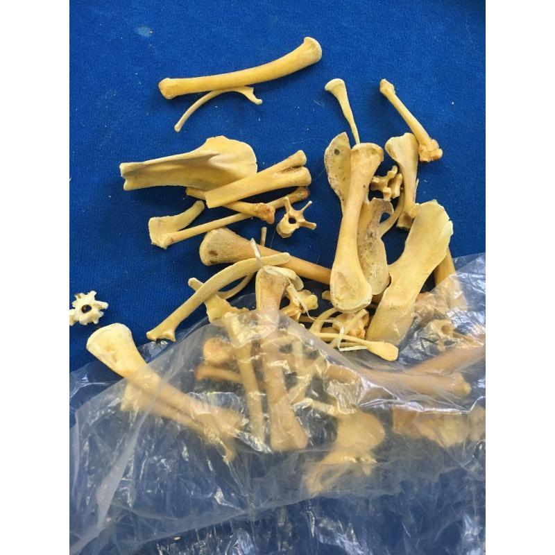 Animal Bones Job Lot - Squirrel Skeleton - Pig Teeth & Other Bones - Sheep Bones - REDUCED