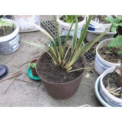 14 Garden plants Assorted inc New Zealand Flax,bamboo.Montbrecia. etc etc Weymouth