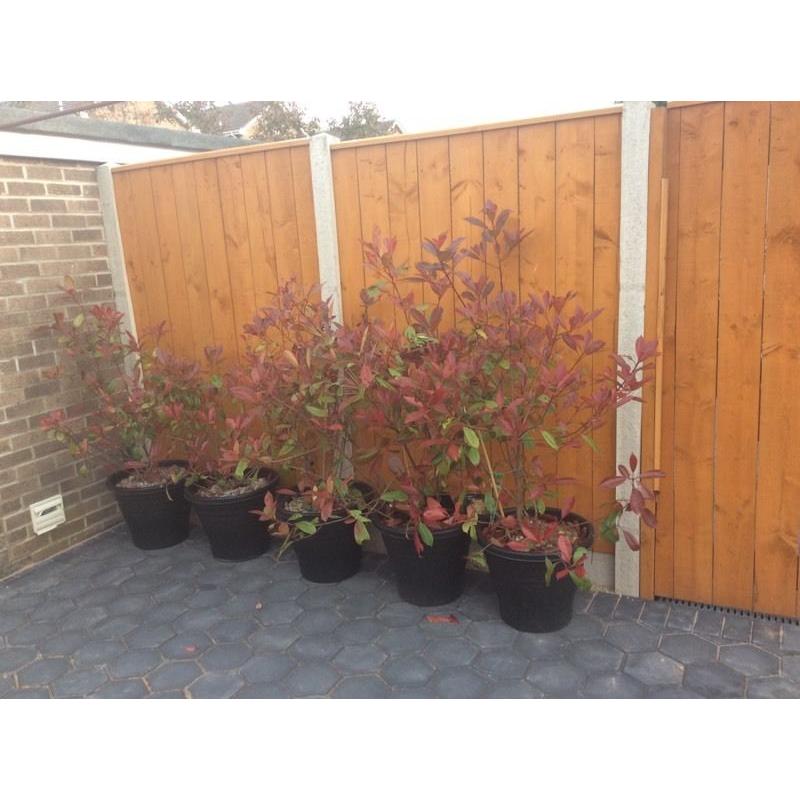 5x Red Robin bushes/hedge