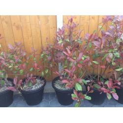 5x Red Robin bushes/hedge