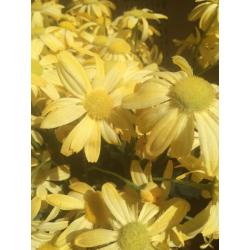 Sia artificial flowers yellow