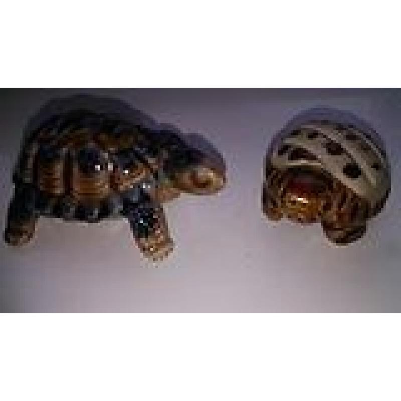 Two little tortoises