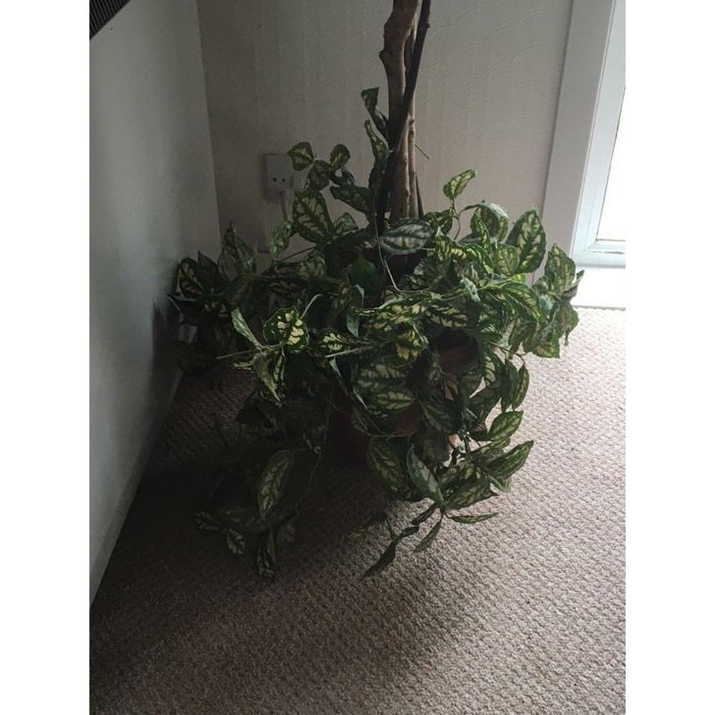 Stunning 6.5 ft Artificial Weeping Fig Tree