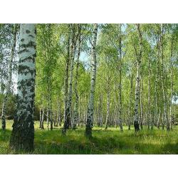 Silver Birch Trees (Betula pendula), top quality beautiful large trees.