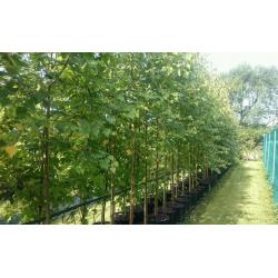 Silver Birch Trees (Betula pendula), top quality beautiful large trees.