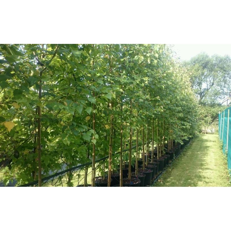 Silver Birch Trees (Betula pendula), top quality beautiful large trees.