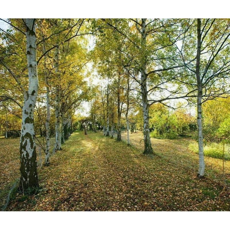 Silver Birch Trees (Betula pendula), top quality beautiful large trees.